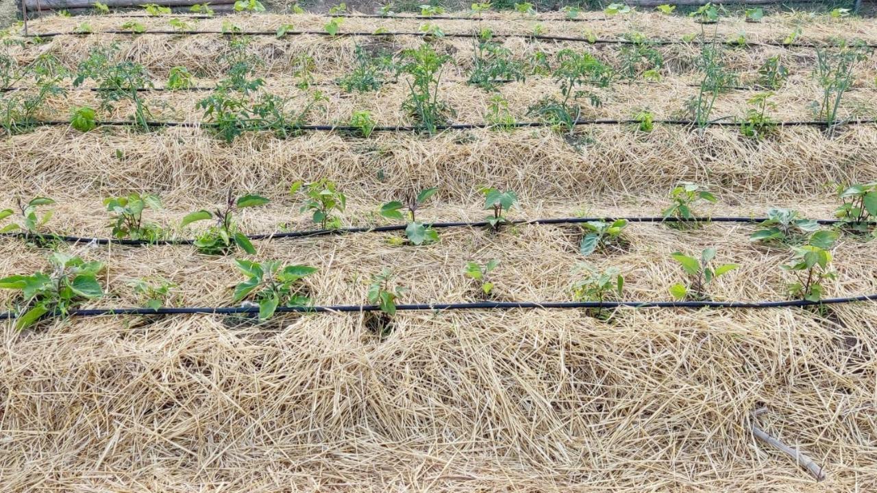 مبيت وإفطار SantʼAgata sui Due Golfi Nostos Casale المظهر الخارجي الصورة